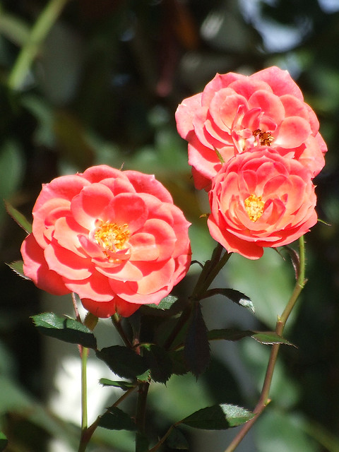 Giống hoa hồng petite polie rose