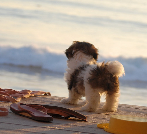 beach puppy