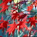 red leaves    MG 5585