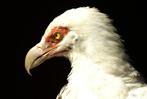 buitre palmero (retrato) - Palm-nut Vulture