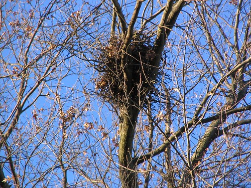 A Different Kind of Nest  Your Great Outdoors