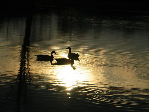sunset duck mallard canadagoose manningmill adairsvillega