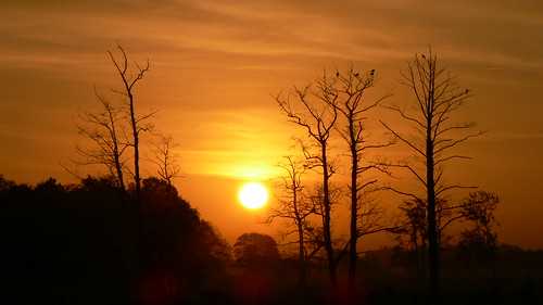 morning trees sun birds germany dawn vögel sonne bäume sonnenaufgang morgen fischerhude fz30 wümmewiesen