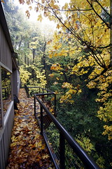 autumn leaves on back deck looking south    MG 4733 