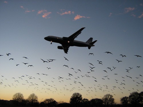 sunset wallpaper sky birds airplane landscape fly wings flight landing birdsinflight takeoff spselection