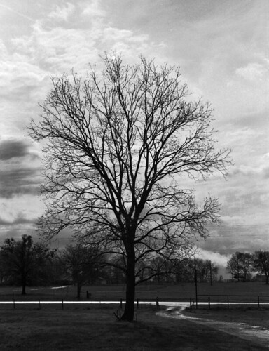 ranch trees winter sky blackandwhite bw tree film monochrome clouds rural 35mm landscape geotagged photography photo texas tx copyrightwickdartsdesign wickdartsdesign wickdarts ericwaisman