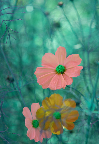 autumn flower color nature japan photoshop season tokyo nikon d100 dreamer cosmos ajpscs justwonderingif
