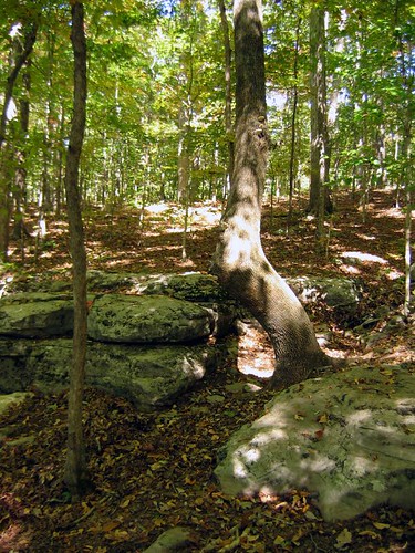 Microkarst outcrop, Land Between the Lakes
