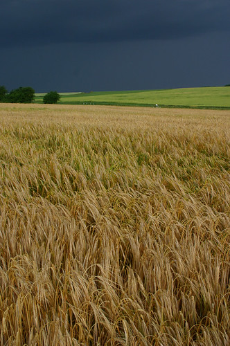 lumière champs culture jura agriculture paysage orage blé