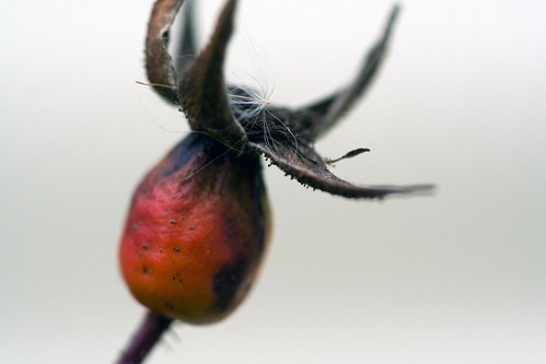 november autumn red macro fall minnesota rose pod seed 2006 morris dried hip ourgarden gardent
