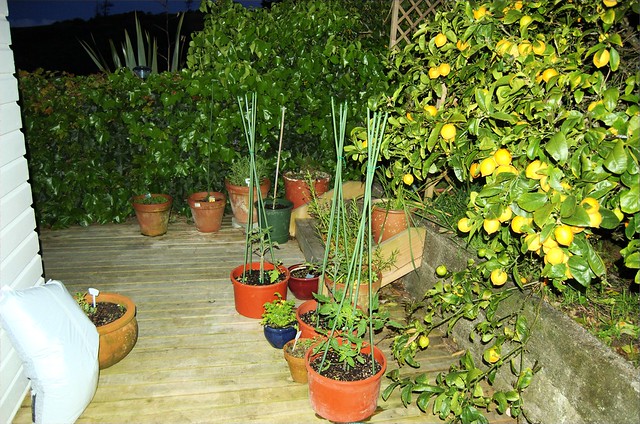 plants on the deck