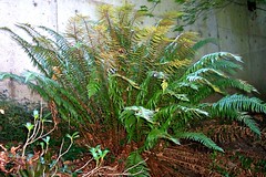 enormous fern in the secret garden 