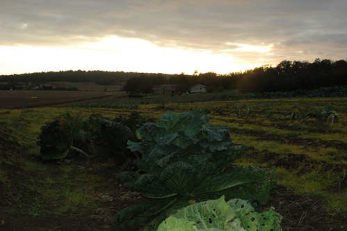 sunset field landscape vegetable cabbage fields paysage campagne charente puymasson mainzac lndsacpe