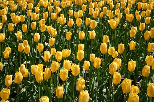tulips time tulip pella