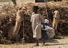 Boy and overloaded camels, Keren market, Eritrea