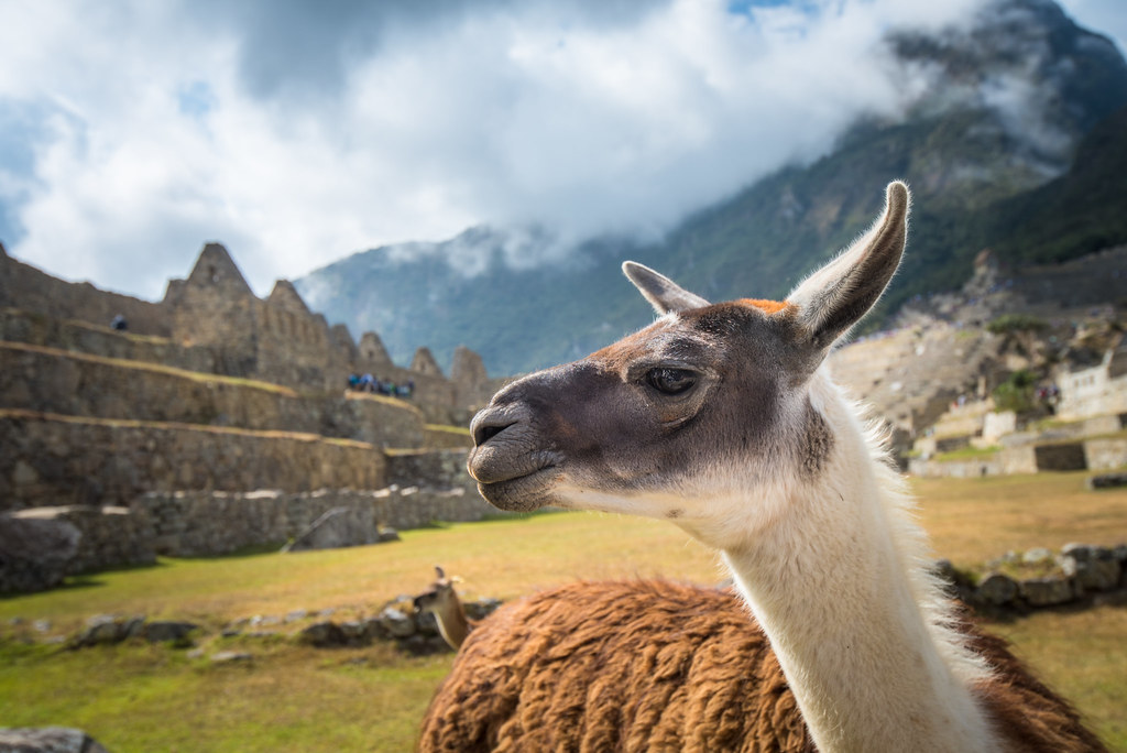 Dans la cité archéologique du Machu Picchu