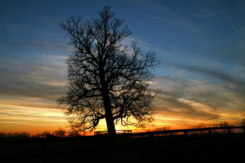 sunset sky tree clouds