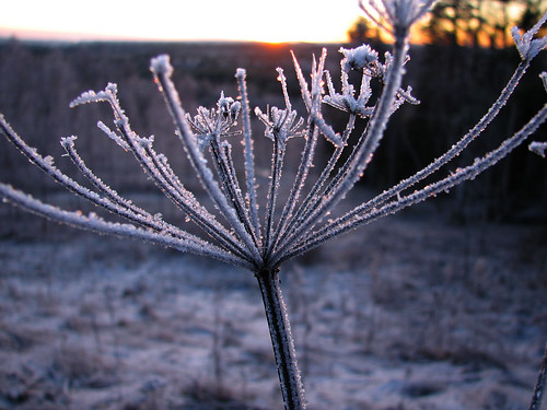 sunset frost anthriscussylvestris wildchervil pieksämäki koiranputki