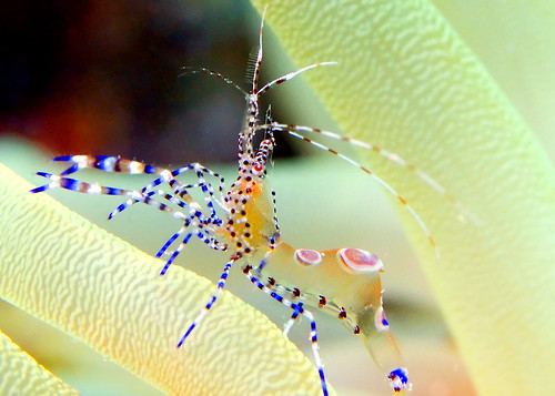 roatan cocoview spottedcleanershrimp giantanemone