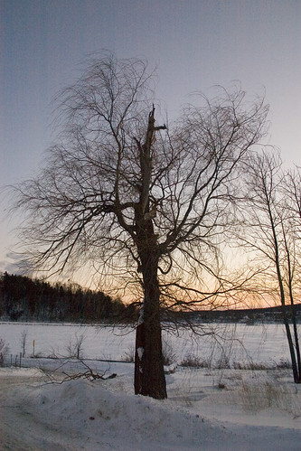 winter sunset snow tree bare nbphoto