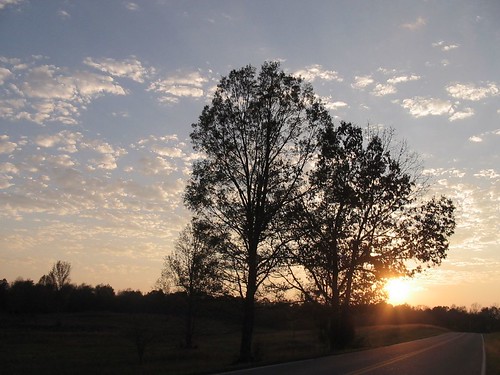 road trees sunset sky silhouette tenessee westerman