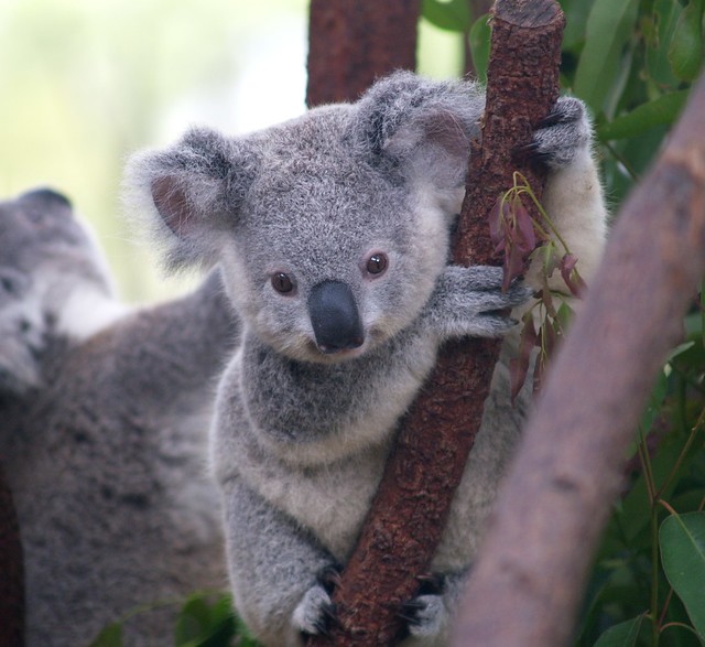 Cutest Koala