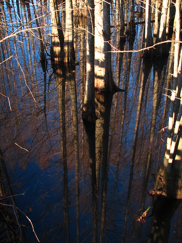 blue trees lake reflection water reflections mississippi grove cypress starkville noxubeerefuge noxubee blufflake rogersmith noxubeenationalwildliferefuge
