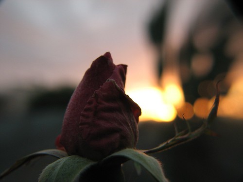 sardegna sunset italy flower rose italia tramonto sardinia rosa fiore elegance valentineday sanvalentino canons3 uras flickrgold stranju