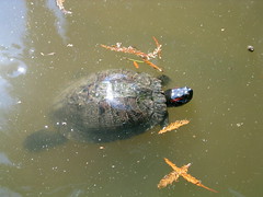 Turtle swimming away 