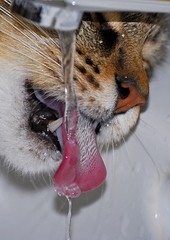 Brush/scrape the tongue, use an antimicrobial rinse.