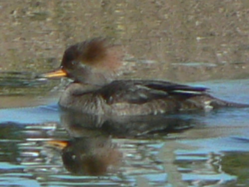 male bird water female swimming swim duck pond paddle waterfowl dip yelloweyes dipping mergansers merganser buffle hoodedmerganser hoodedmergansers