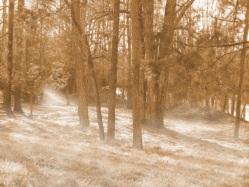 mist forest photoshop nc northcarolina uniongrove iredellcounty