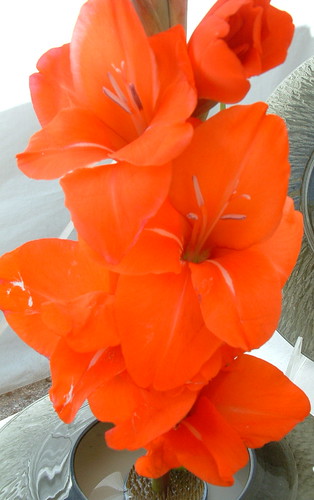 flower macro closeup florida glad artshow gladiola verobeach