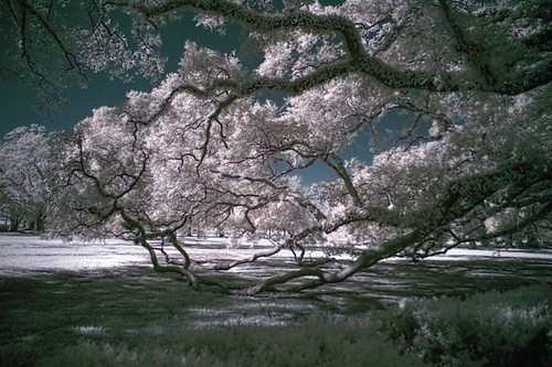 tree photoshop oak neworleans nikond100 liveoak plantation infrared digitalinfrared hoyar72 photoshopaction