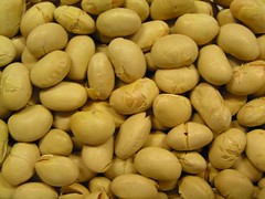 大豆(Daizu) soybeans