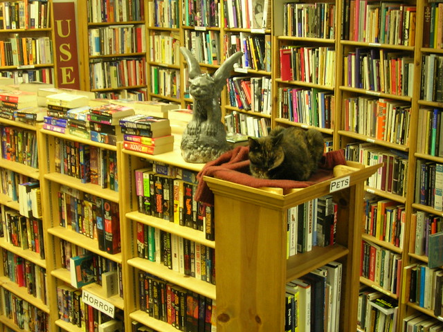 Bookstore cat at Ophelias Books