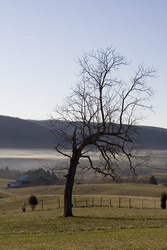 morning tree fog barn landscape virginia va