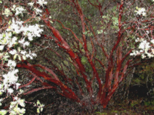 manzanita corel paintshopprophotoxi