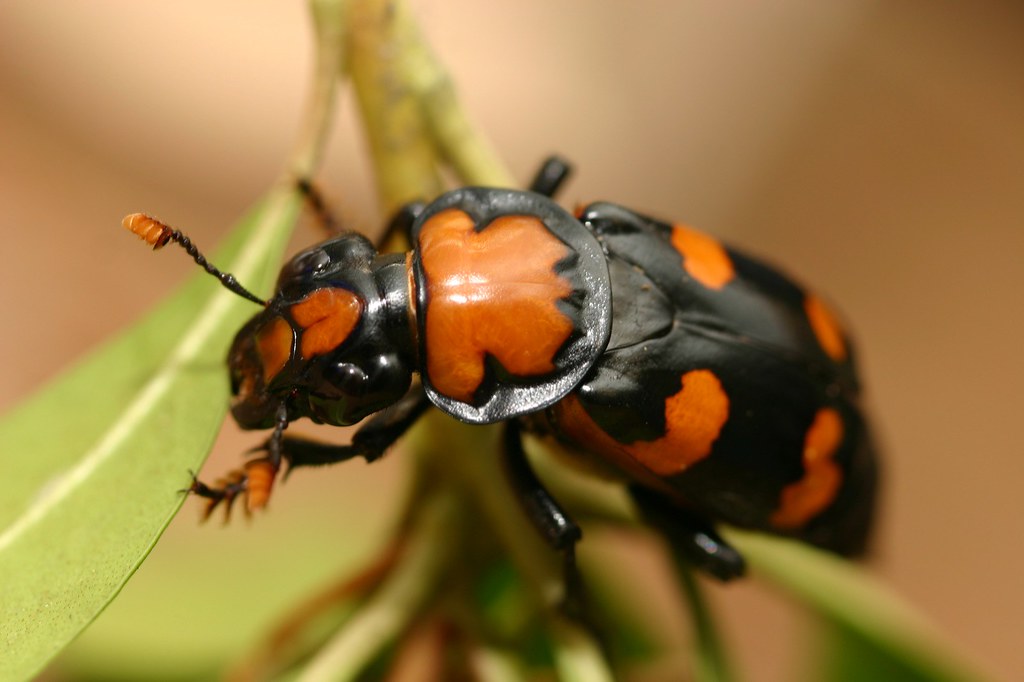 Определить жука по фото онлайн