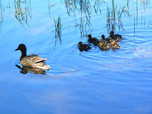 view animals chicks ducks water lakes letts lake california spring 2005