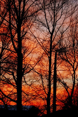 trees winter sunset backyard nikond40