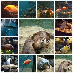 Tennessee Aquarium - Chattanooga, Tennessee