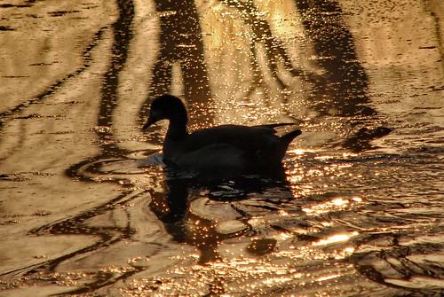 sunrise duck frankfurt main ente morgen raureif frühnebel enkheimerried