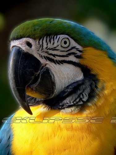 bird birds florida feather macaw naturephotography alligatorfarm exoticbirds goldandbluemacaw sainteaugustine eklipsse lucianbadea wlny:geotagged=1