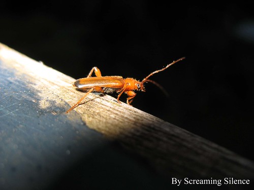 macro closeup view beetle silence screaming makro philipp käfer rode nahamufnahme