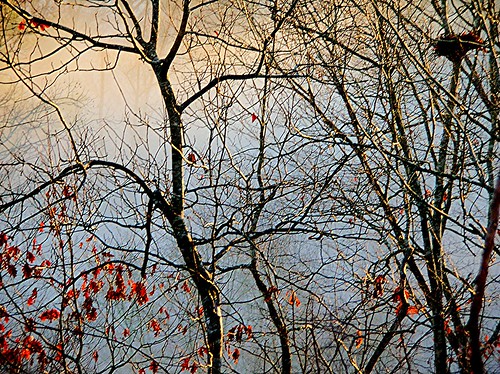 morning tree fog sunrise georgia woodstock
