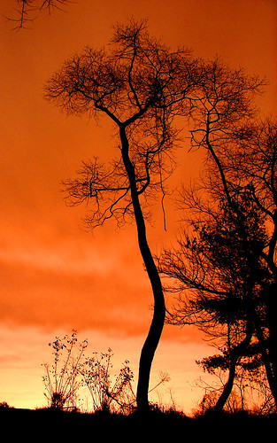 longexposure nightphotography pink trees winter sunset sky orange plants plant color colour tree nature colors beautiful silhouette backlight night clouds contrast speed catchycolors outside outdoors treesilhouette evening intense saturated md flora backyard colorful long exposure pretty branch colours nocturnal bright suburban vibrant background branches horizon january suburbia peach highcontrast vivid maryland peaceful columbia luck saturation highsaturation shutter fractal suburbs serene nightsky backlit colourful tradition melon silhouetted radiant phelps plantlife pinkish afterdark cloudysky 30seconds shutterspeed lightpollution settingsun 30secondexposure slowshutterspeed branching columbiamd aftersunset standout prettycolors prettycolours salmonpink standingout silhouettetree easternmaryland phelpsluckmd thesilhouettetree