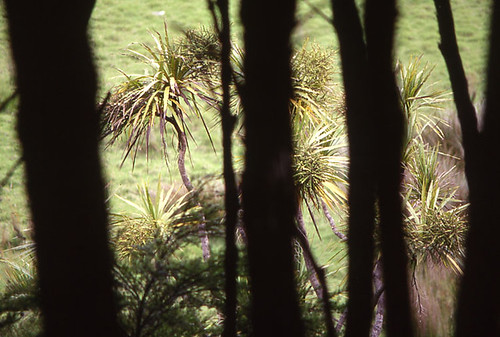 trees newzealand landscape bayofislands