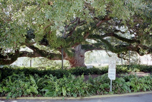 church oak quercus lafayette live oaks quercusvirginiana