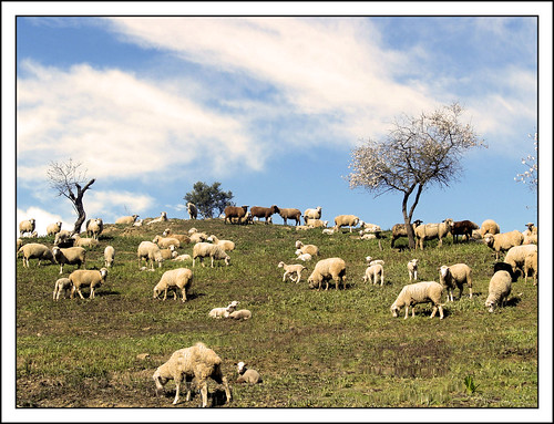 rural arbol huelva campo ovejas rebaño olympuse500 sanlúcardeguadiana instantfave 50club ltytr1 top20paisajerural